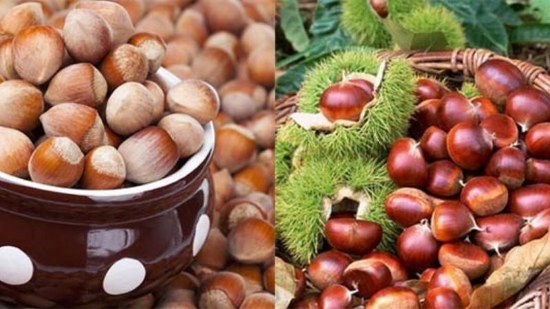 Hạt Phỉ là hạt gì? Cách phân biệt hạt Phỉ và hạt Dẻ 7 Hạt Phỉ và hạt Dẻ