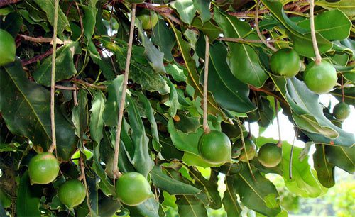 Hạt Macca và những điều bạn cần biết trước khi sử dụng 1 Cây maccadamia