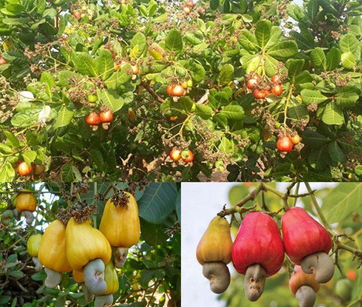 Cây đào lộn hột có nguồn gốc từ Bazil